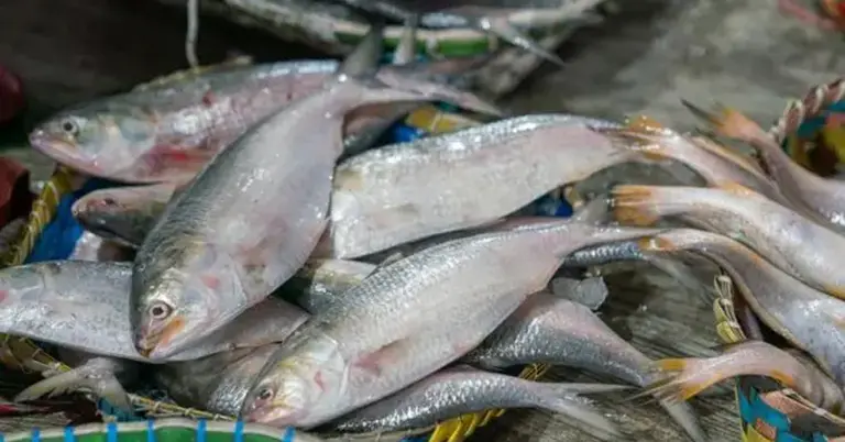 ইলিশের ছবি